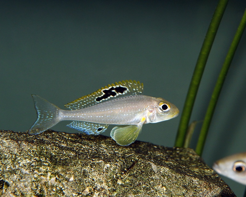 Xenotilapia sp. 'papilio sunflower' Msalaba